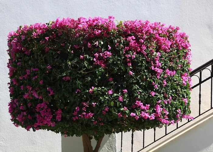 أكتور ريزيدنس بيتيس