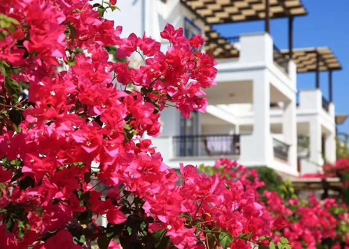 أكتور ريزيدنس 3*