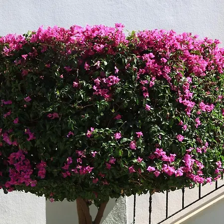 阿卡特尔公寓式酒店 比特兹